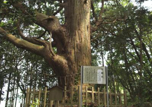 武生神社の太郎杉（たきゅうじんじゃのたろうすぎ）