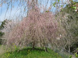 五反田ため池の桜