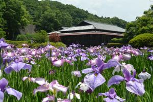 花菖蒲まつり(6月中旬~下旬)