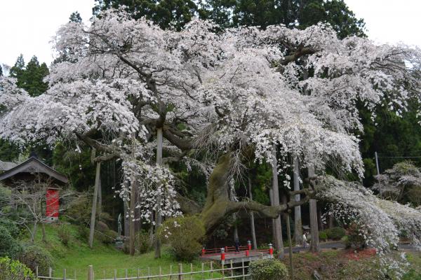 『泉福寺　桜』の画像